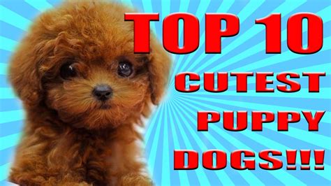 top  cutest dogs puppies   world  youtube
