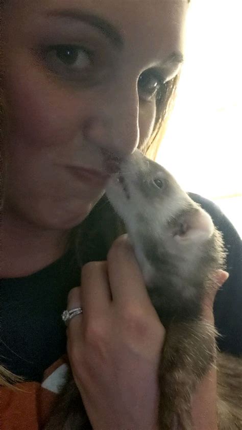 As Soon As We Pick Him Up He S Giving Kisses Ferrets
