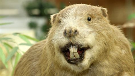 beaver  attacked paddle boarder  nc  rabid