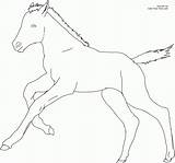 Foals Foal sketch template