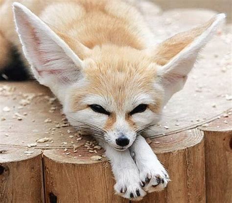 fennec foxes facts    exotic pets pethelpful