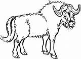 Buffalo Yaks Bison Coloriages sketch template