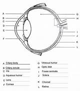 Eye Worksheet Diagram Cow Dissection Anatomy Human Worksheets Answers Parts Label Labeling Structure Physiology Eyeball Practice Body Eyes Choose Board sketch template