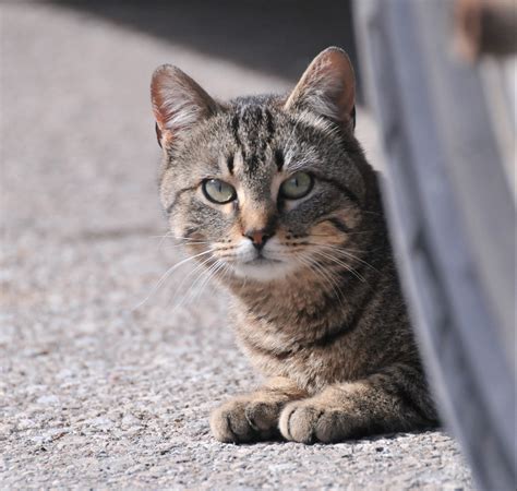 large numbers  outdoor cats pose challenges  communities