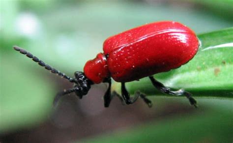 how to get rid of lily leaf beetles scarlet lily beetle dengarden