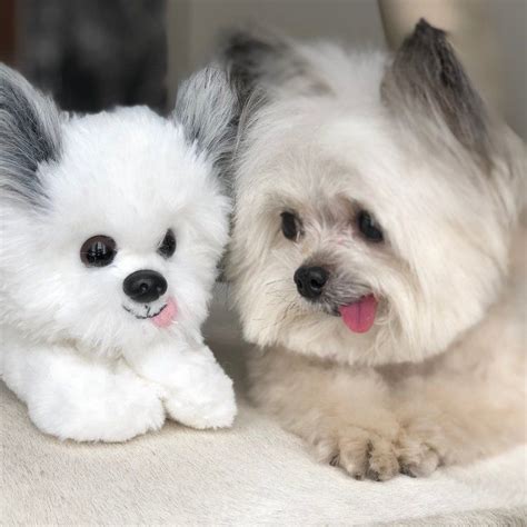 cute small dogs cutest small dog breeds cute dogs