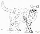 Coloring Pages Realistic Animal Printable Print Animals Cats Getcolorings Getdrawings Cat Kittens Colouring Colorings sketch template