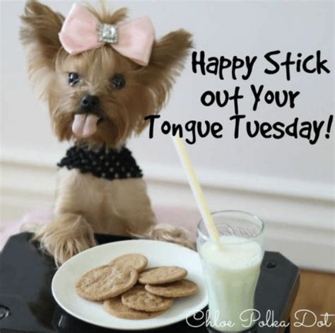 good morning and happy stick out your tongue tuesday 😜 in 2020 tuesday