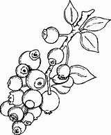 Blueberry Coloring Bush Pages Delicious Drawing Color Getdrawings Getcolorings sketch template