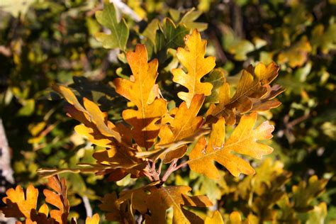 golden fall scrub oak leaves close  picture  photograph