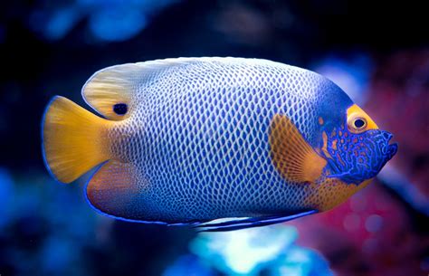information  schooling tropical fish guide