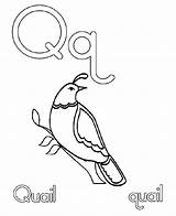 Coloring Quail Pages Letter Drawing Preschool Kids Alphabet Printable Crafts Clipart Toddler Animal Bible Comments Getdrawings Library Template Coloringhome sketch template