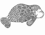 Coloring Manatee Zentangle Preview sketch template