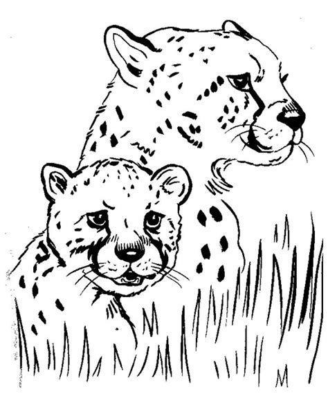 baby cheetah coloring pages  mom coloringstar coloring home