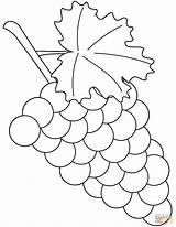Grapes Coloring Pages Printable Grape Color Kids Supercoloring Choose Board Categories sketch template