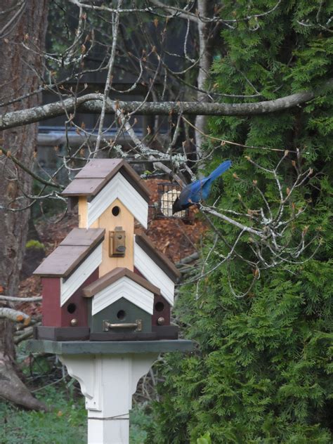 love  blue jay   suet feeder    favorite birdhouse   built   years