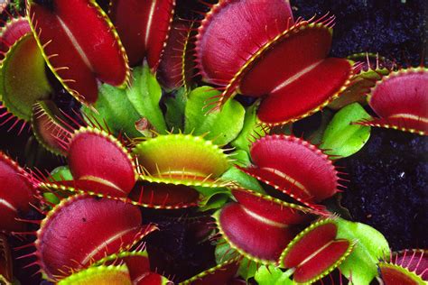insectivorous plants  hindi meaning names
