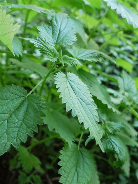 members   nettle family identify  plant