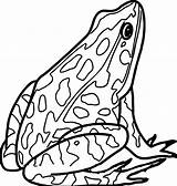 Frog Realistic Coloring Amphibian Drawing Clipartmag sketch template
