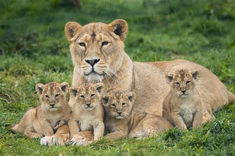 endangered lion cubs born  fota wildlife park  cork