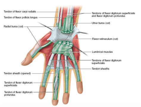 statement  describes tendon sheaths