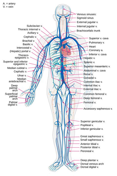 veins  exurt