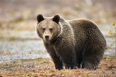 bear facts habitat behavior diet