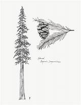 Redwood Sequoia Carving Tat Pinecone sketch template