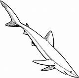 Shark Coloring Pages Diving sketch template