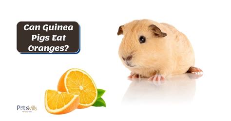 guinea pigs eat oranges