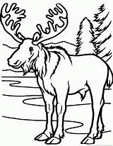 Moose Coloring Pages Forest Lake Drawing Christmas Cottage Color Animal Deciduous Temperate Animals Printable Decor Amy Cute Kids Superior Line sketch template