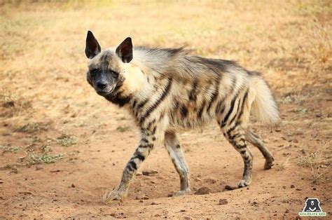 time  recognize  hyenas  nice  nasty worldatlas
