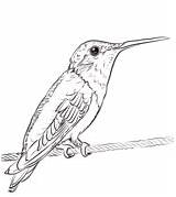 Koliber Kolorowanki Kolorowanka Ptaki Hummingbird sketch template