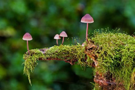 definicion de reino fungi su origen caracteristicas  importancia