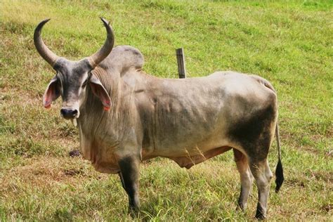 zebu  february   carlos gonzalez inaturalist