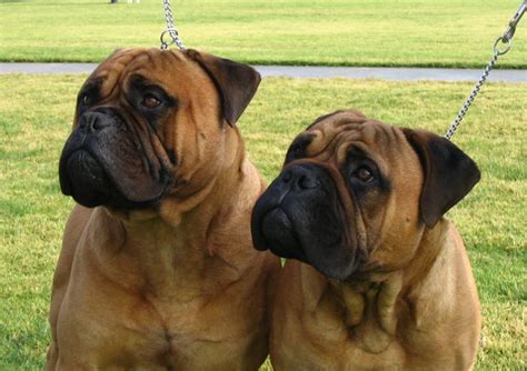 bullmastiff  natural guard dog     active