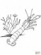 Shrimp Coloring Pages Krill Printable Template Supercoloring Categories sketch template