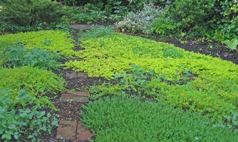 ground cover plants  lawn replacements borders epic gardening