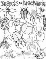 Arachnid Worksheet sketch template
