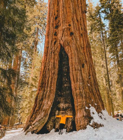 sequoia national park california travel guide  winter