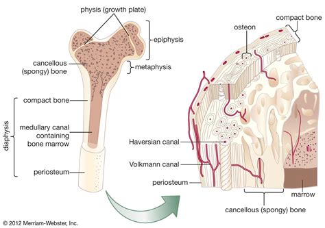 cancellous bone structure function composition britannica