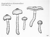 Waxy Cap Lichens Mushrooms Olive Drawing 17x14 Mushroom sketch template