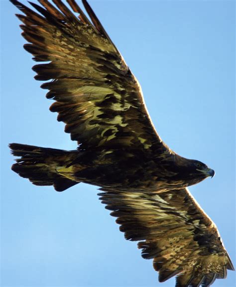 golden eagle pentax user photo gallery