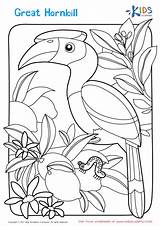 Hornbill sketch template