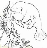 Manatee Coloring Crsytal River Pages sketch template