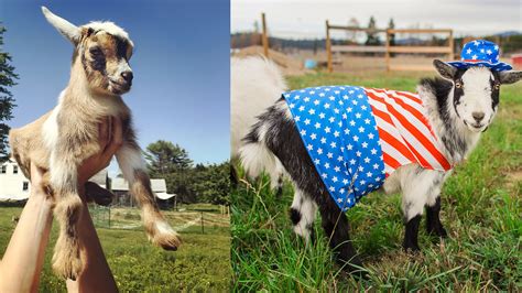 Goats Of Instagram The New York Times