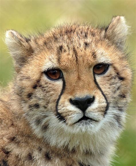 cheetah beekse bergen jna amazing animal pictures african cats volunteering  animals