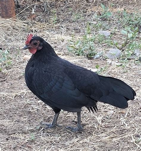 Black Old English Bantam Chickens Cackle Hatchery