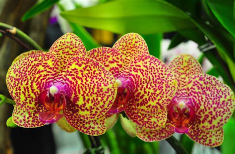 Wallpaper Orchids Flowers Spotted Branch Exotic