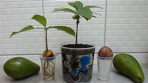 How To Start Avocado Plant From Seed